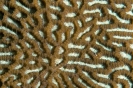 stony corals_9