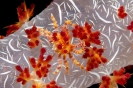 Hoplophrys oatesii