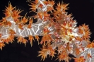 Hoplophrys oatesii 