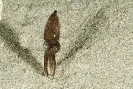 Sepiola atlantica