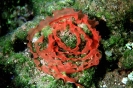 Nudibranch eggs