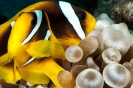 Amphiprion bicinctus (Red Sea anemonefish)