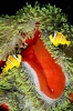Amphiprion bicinctus