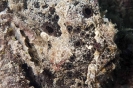 Antennarius pictus