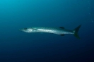 Sphyraena barracuda 