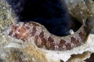 Parablennius tentacularis