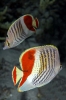 Butterflyfishes