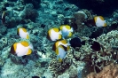 Butterflyfishes