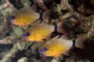 Cardinalfishes