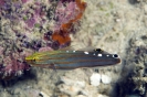 Amblygobius rainfordi 