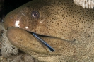 Gymnothorax javanicus (Giant moray)