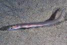 Ariosoma balericum