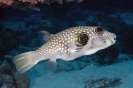 Diodon hystrix (Porcupinefish)