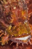 Scorpaenopsis barbata