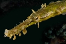 Seahorses & Pipefishes