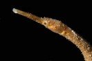Trachyrhamphus longirostris