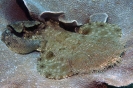 Orectolobus maculatus