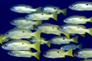 Snappers, Sweetlips & Fusiliers