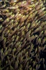 Sweepers & Shrimpfishes