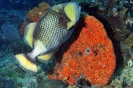 Triggerfishes & Filefishes