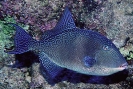 Triggerfishes & Filefishes
