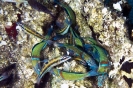 Wrasses & Hawkfishes