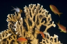 Millepora alcicornis (Branching fire coral)