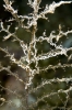 Eudendrium racemosum