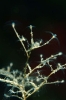 Eudendrium racemosum