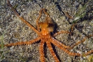Octopus macropus 