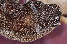 Glossodoris stellatus