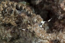 Pteraeolidia ianthina