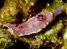 Chromodoris purpurea
