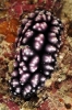 Phyllidiopsis krempfi
