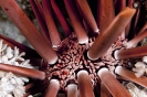 Heterocentrotus mammilatus (Slate pencil sea urchin)