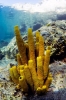 sponges_1