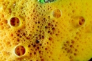 Sponges_31