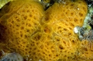 Sponges_33