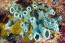 Sponges_36