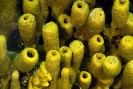 Sponges_38