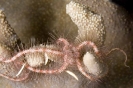 Ophiothrix foveolata