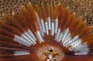 Indian tube worm