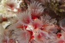 Delicate tube worm