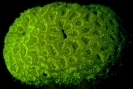 underwater fluorescence_2