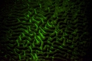Underwater Fluorescence