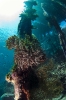 Underwater Scenes
