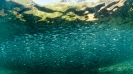 underwater Scenes_3