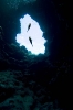 Underwater Scenes_45