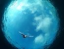 Underwater Scenes_75