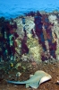 Jolanda Wreck (sunken 1981), Ras Muhammed-Red Sea